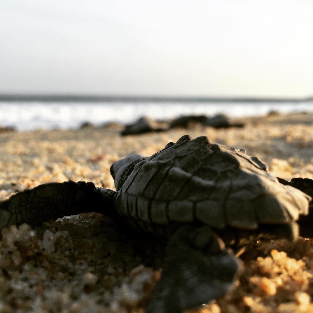 All About the Turtle Release Season in Los Cabos